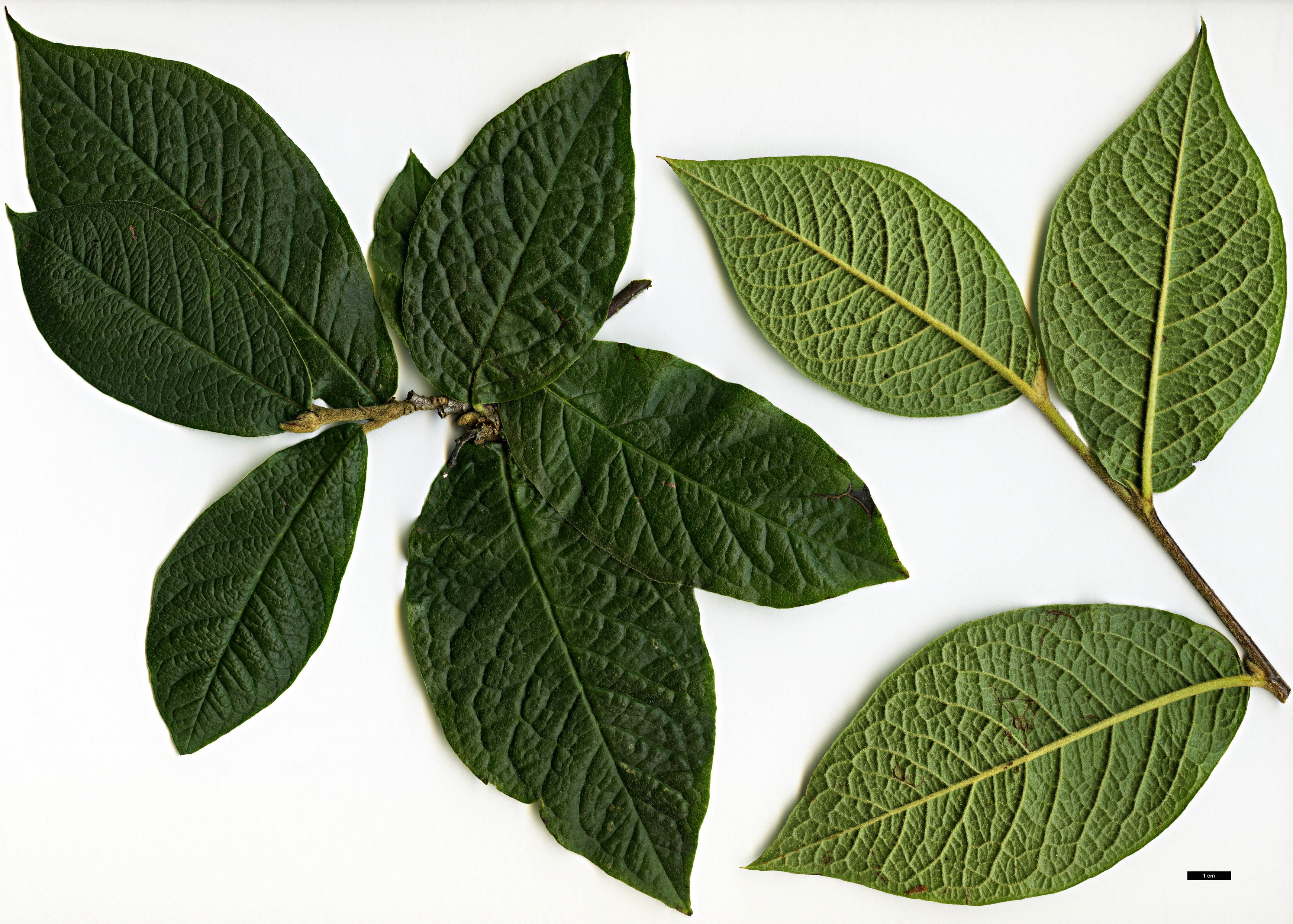 High resolution image: Family: Rosaceae - Genus: Cotoneaster - Taxon: rehderi